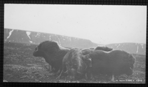 Image of Small musk-oxen circle with baby